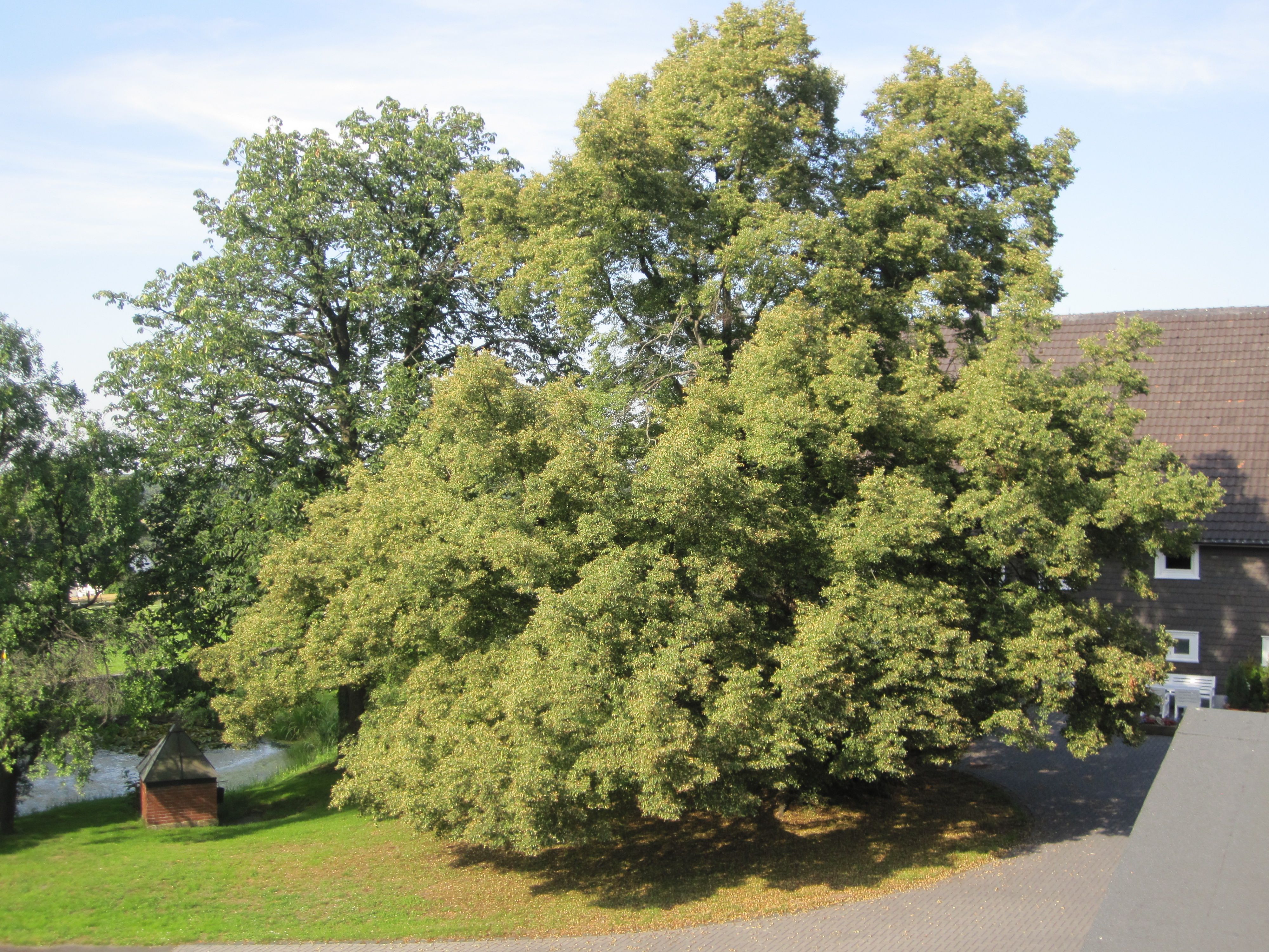 haarmannshof-eindrucksvoller-baum-bochum-stiepel