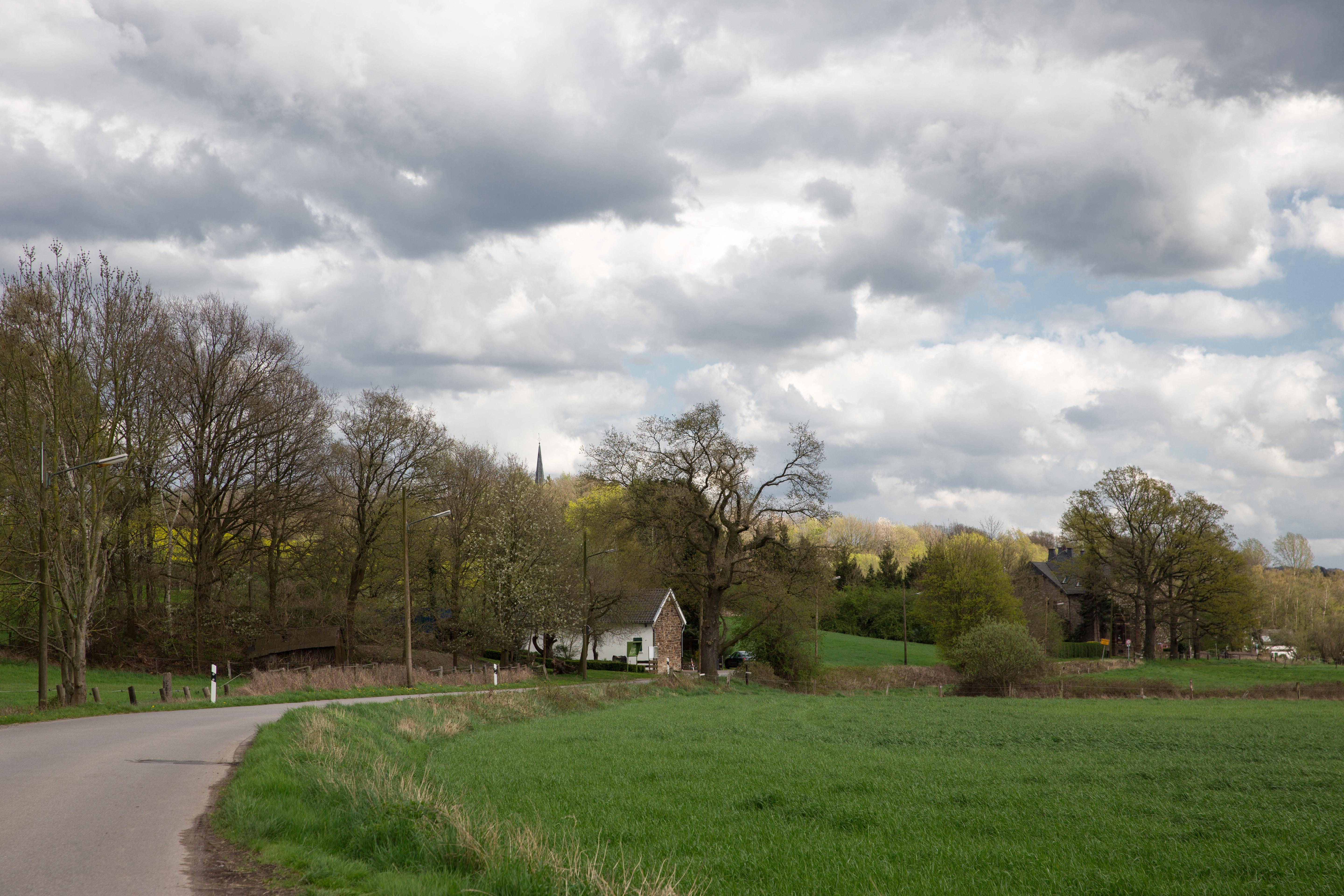 Die Pfingstblume im Frühling